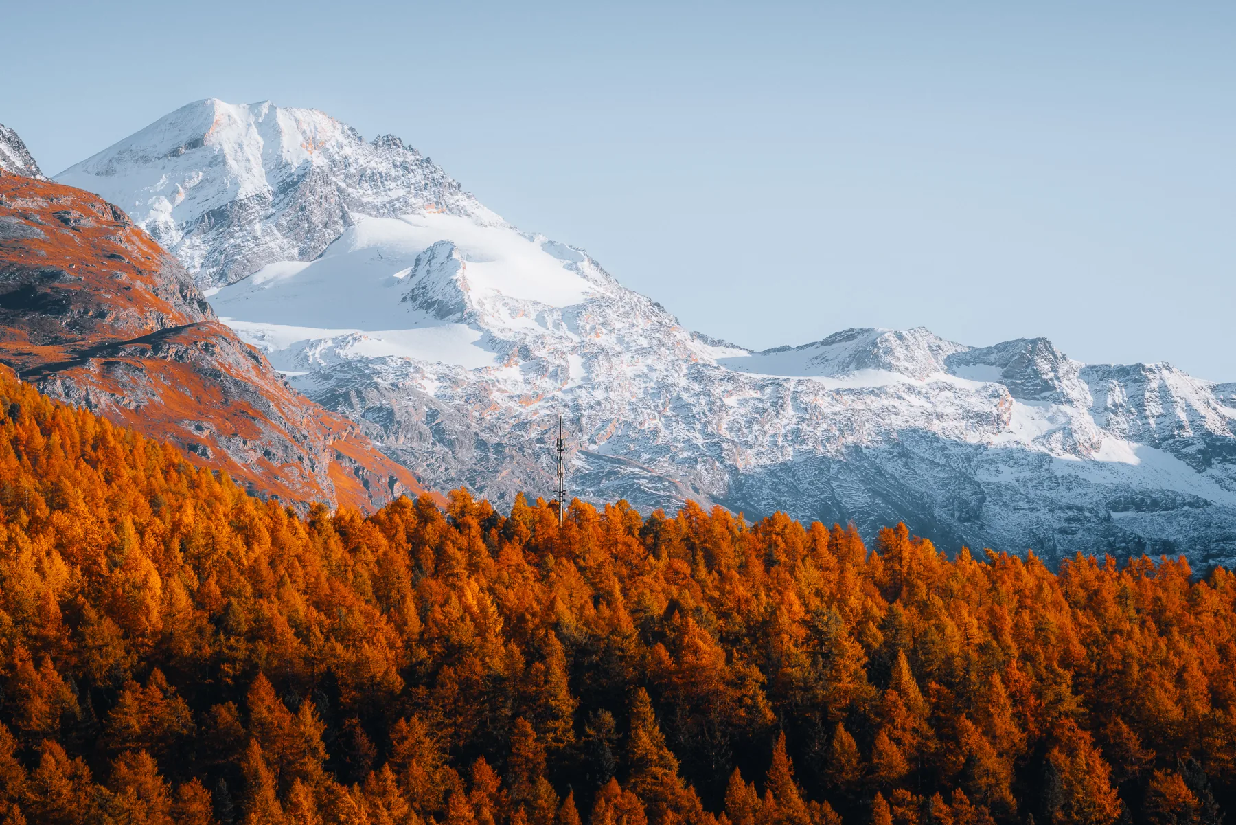 Leuchtend orange Lärchenwälder im Herbst vor schneebedeckten Alpengipfeln in Graubünden, Schweiz