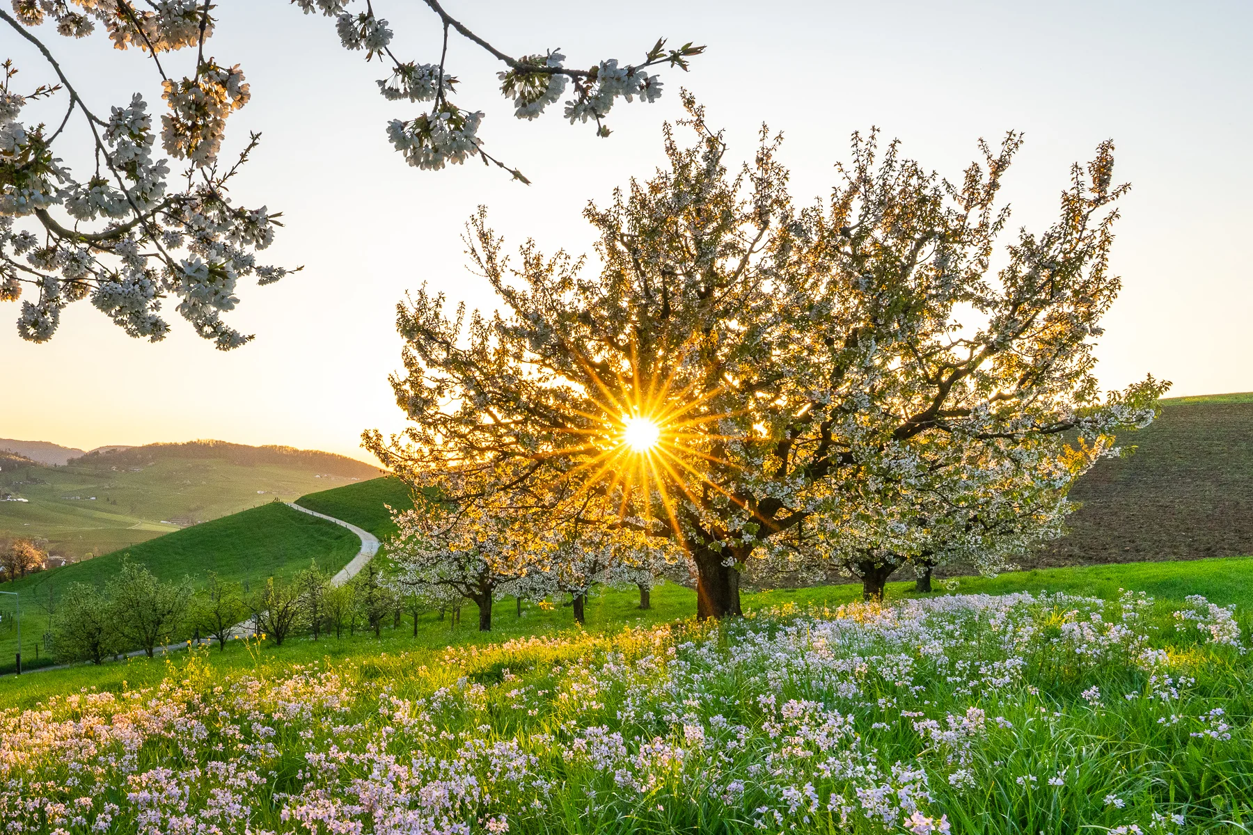 Blühende Kirschbäume bei Sonnenuntergang mit Sonnenstern, Frühlingswiese mit weissen Blumen, Arisdorf, Baselland, Schweiz