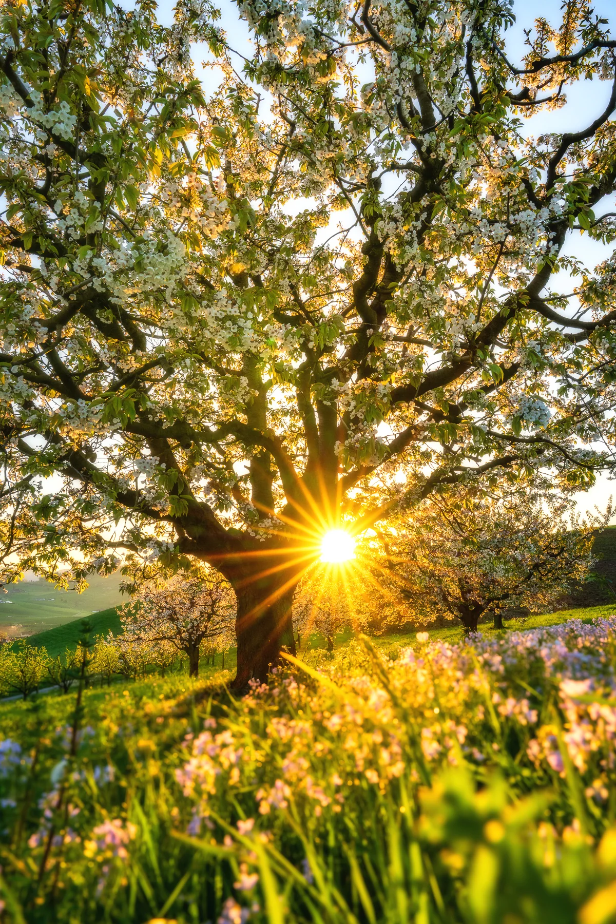 Blühender Kirschbaum mit weißen Blüten im goldenen Sonnenuntergang, grüne Hügellandschaft Arisdorf, Baselland, Schweiz