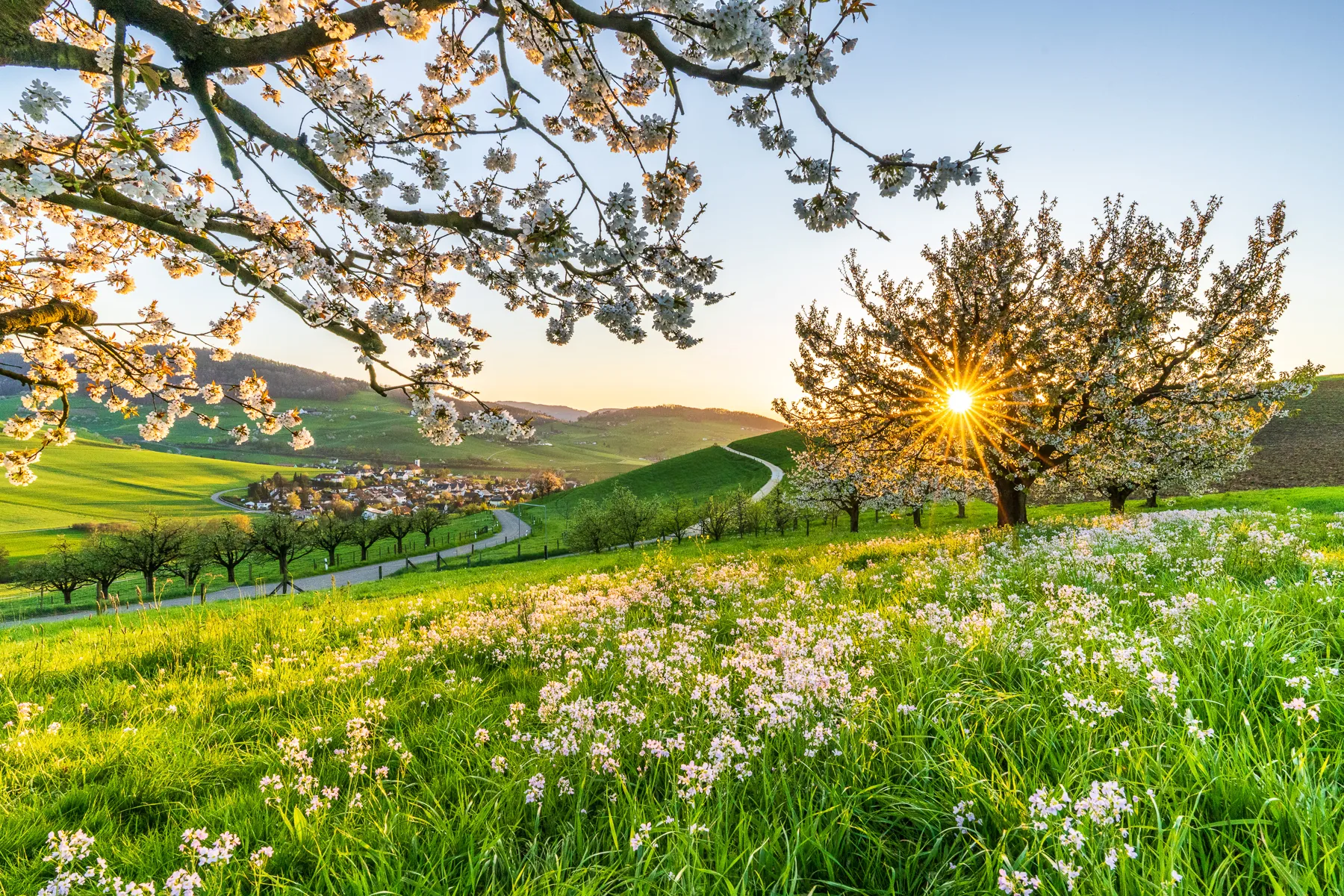Blühende Kirschbäume bei Sonnenuntergang mit Blumenwiese und Dorf im Hintergrund, Arisdorf, Baselland, Schweiz