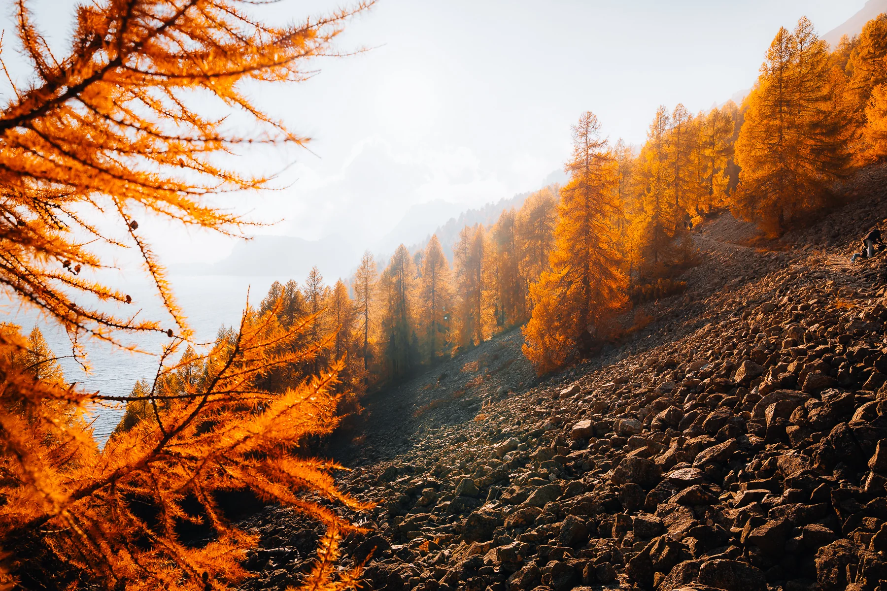 Leuchtend orangefarbene Lärchen im Herbst an einem Felsenhang mit Bergsee, Sils, Engadin, Graubünden, Schweiz