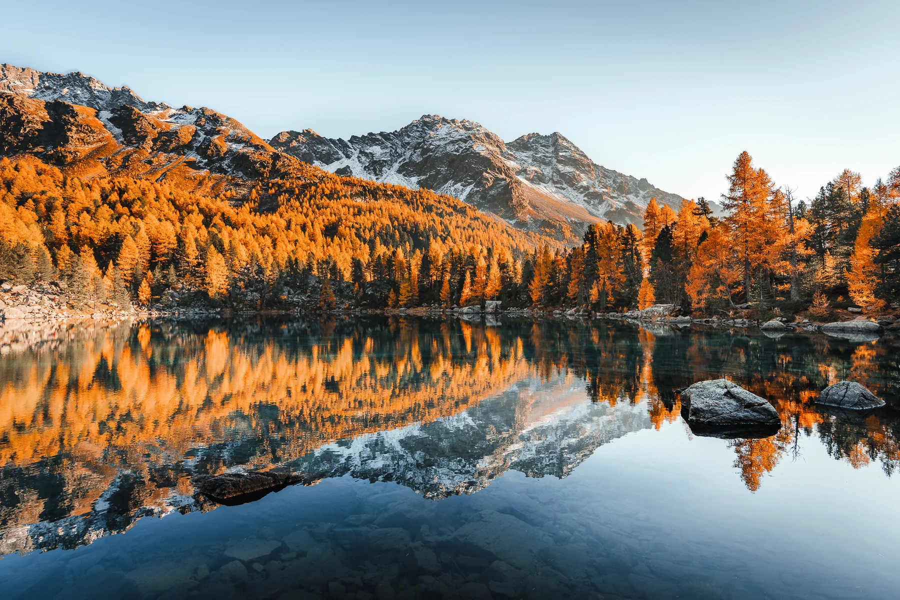 Kristallklarer Bergsee mit perfekter Spiegelung goldener Lärchen und schneebedeckter Alpengipfel im Herbst, Graubünden Schweiz