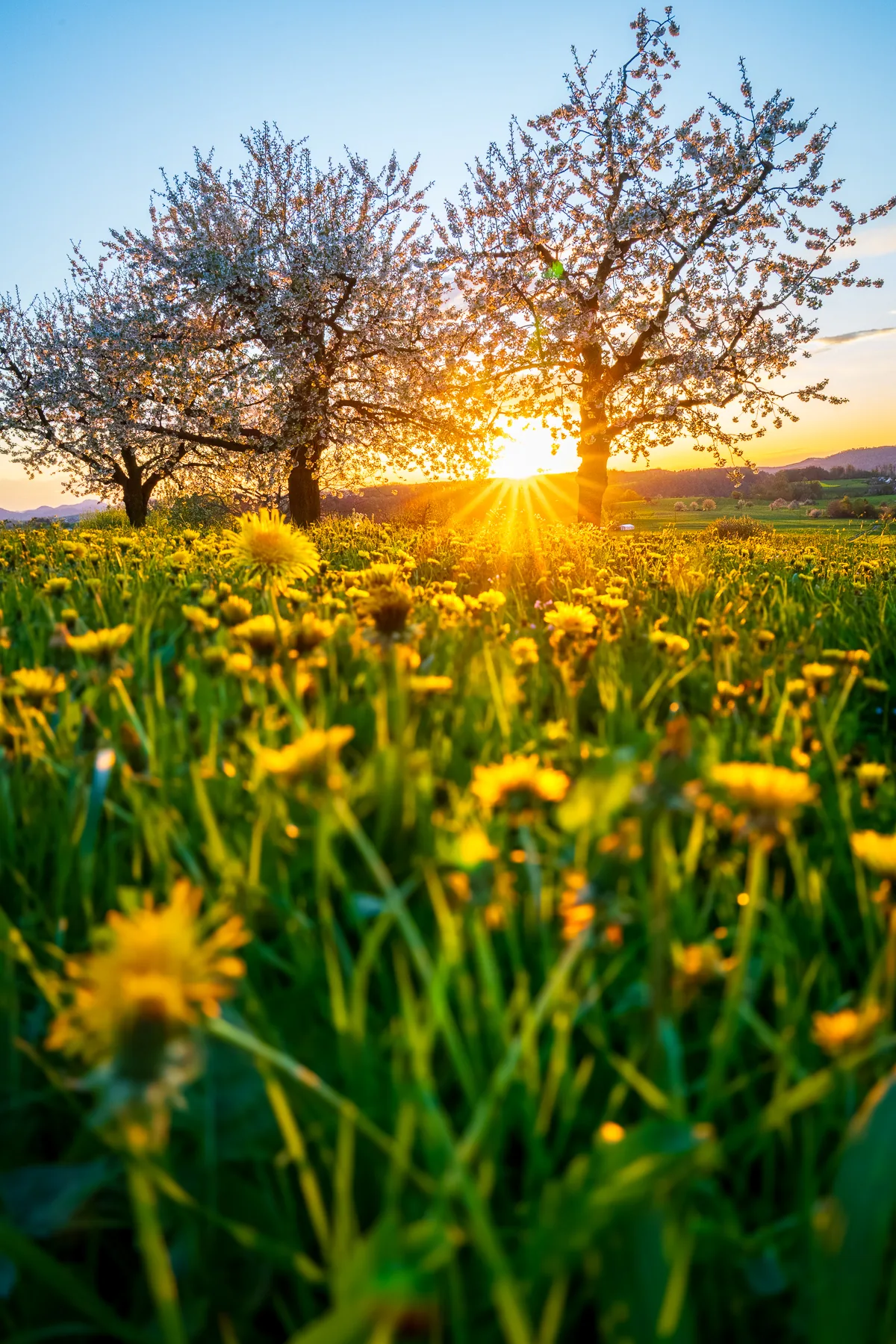 Gelbe Löwenzahnwiese mit blühenden Kirschbäumen bei Sonnenuntergang, goldenes Licht, Baselland, Schweiz, Frühling