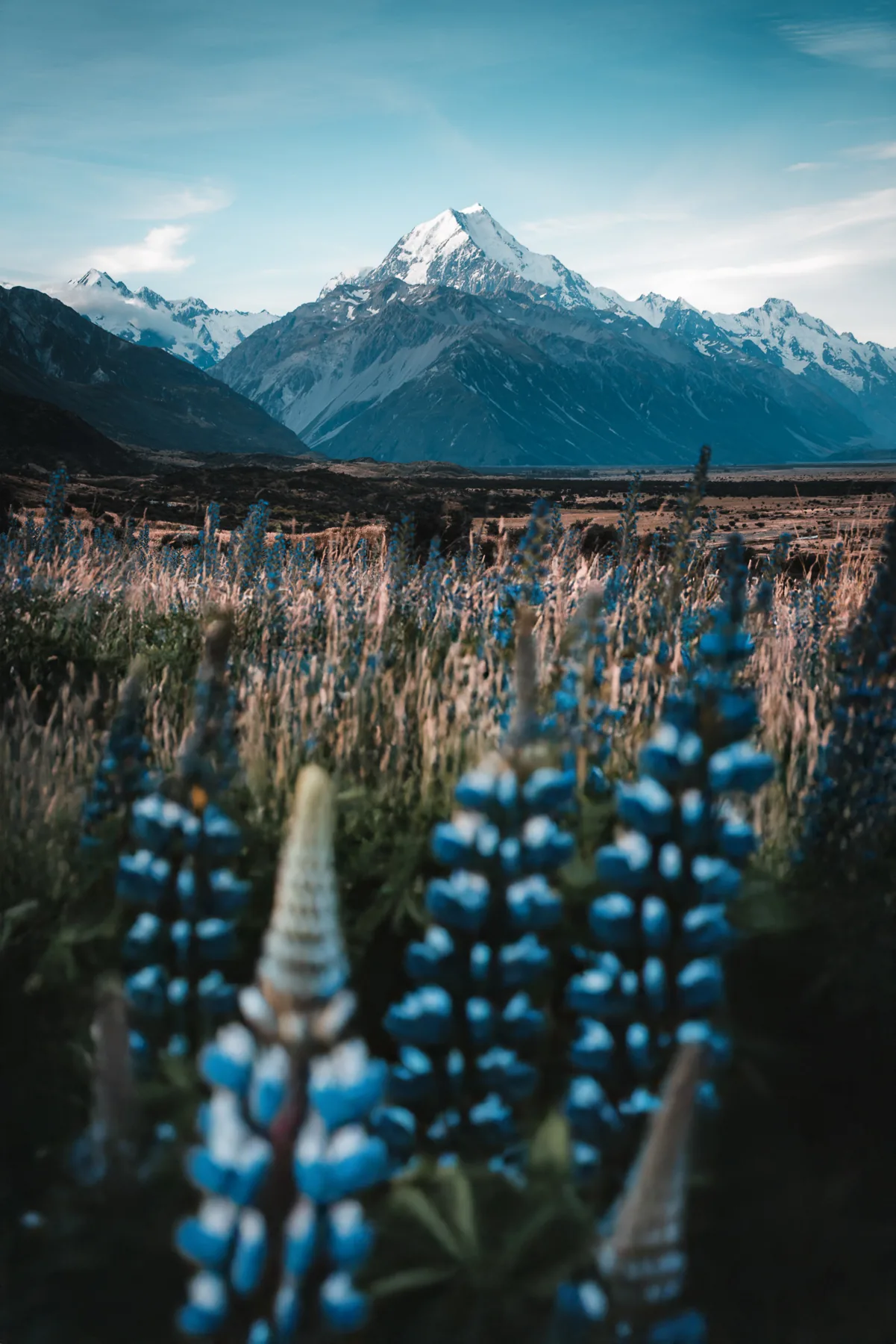 Blaue Lupinen im Vordergrund mit schneebedecktem Mount Cook Aoraki, Südinsel Neuseeland Südalpen