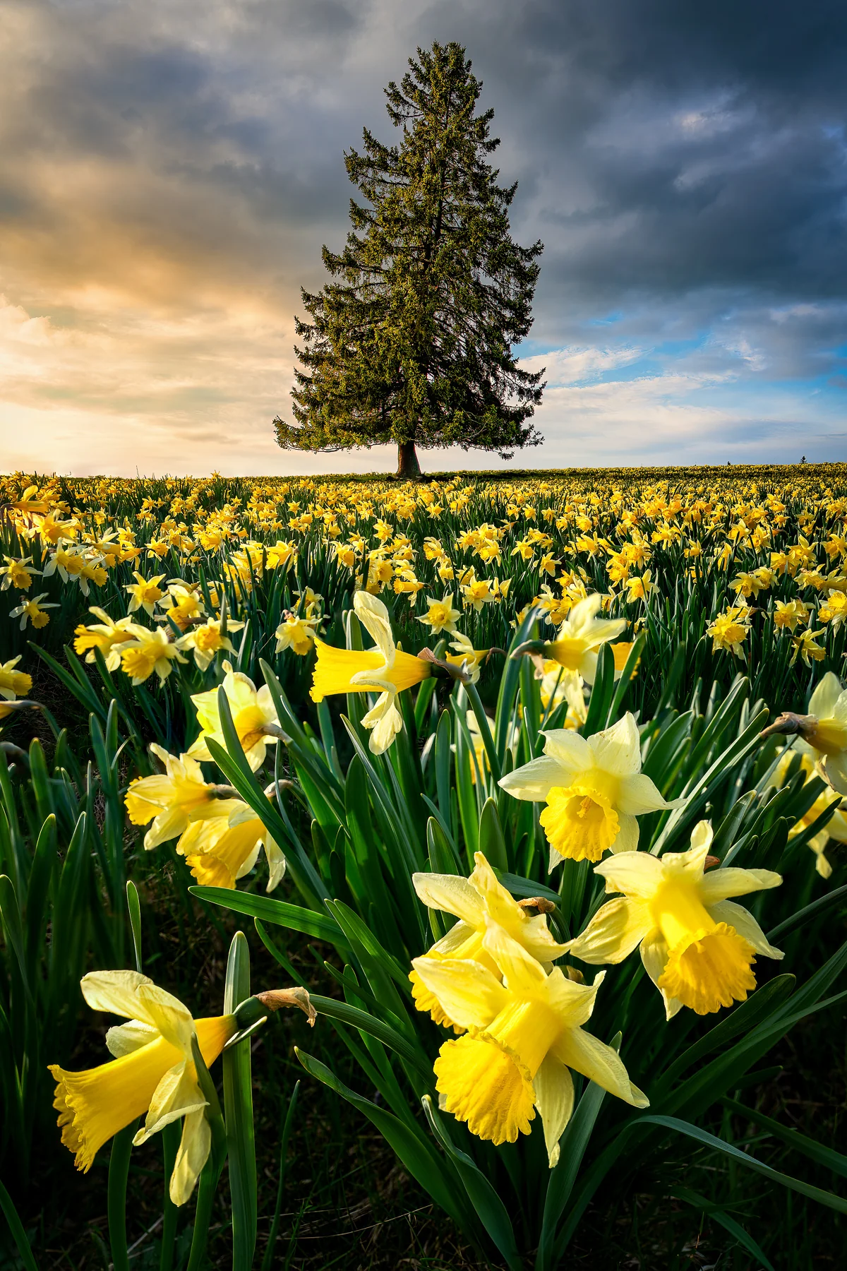 Blühendes Narzissenfeld mit einzelner Tanne unter dramatischem Wolkenhimmel, Frühling, Kanton Jura, Schweiz