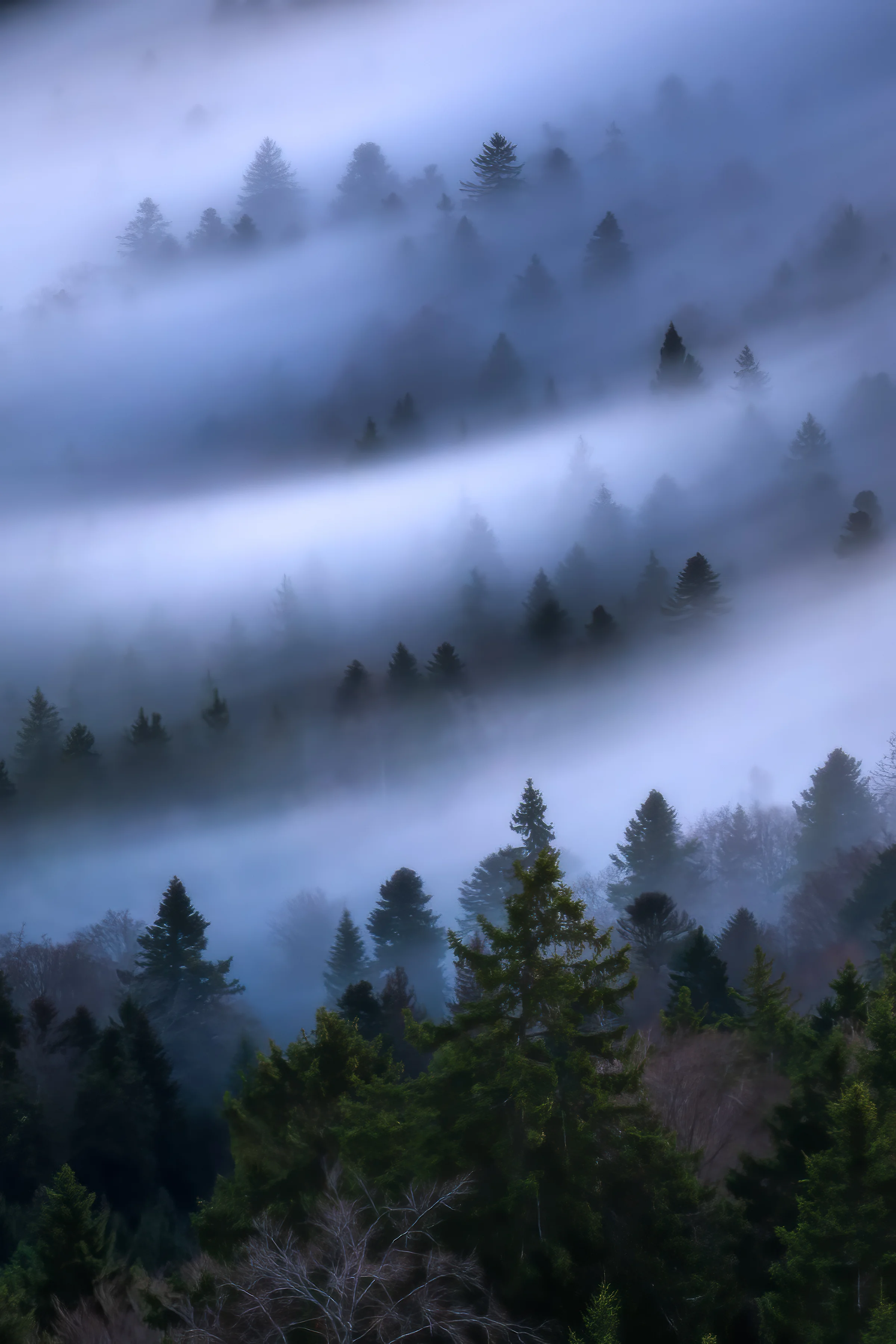 Dichter Nebel zieht in Wellen durch einen Tannenwald in den Belchenflue, Baselland, Schweiz bei blauer Stunde