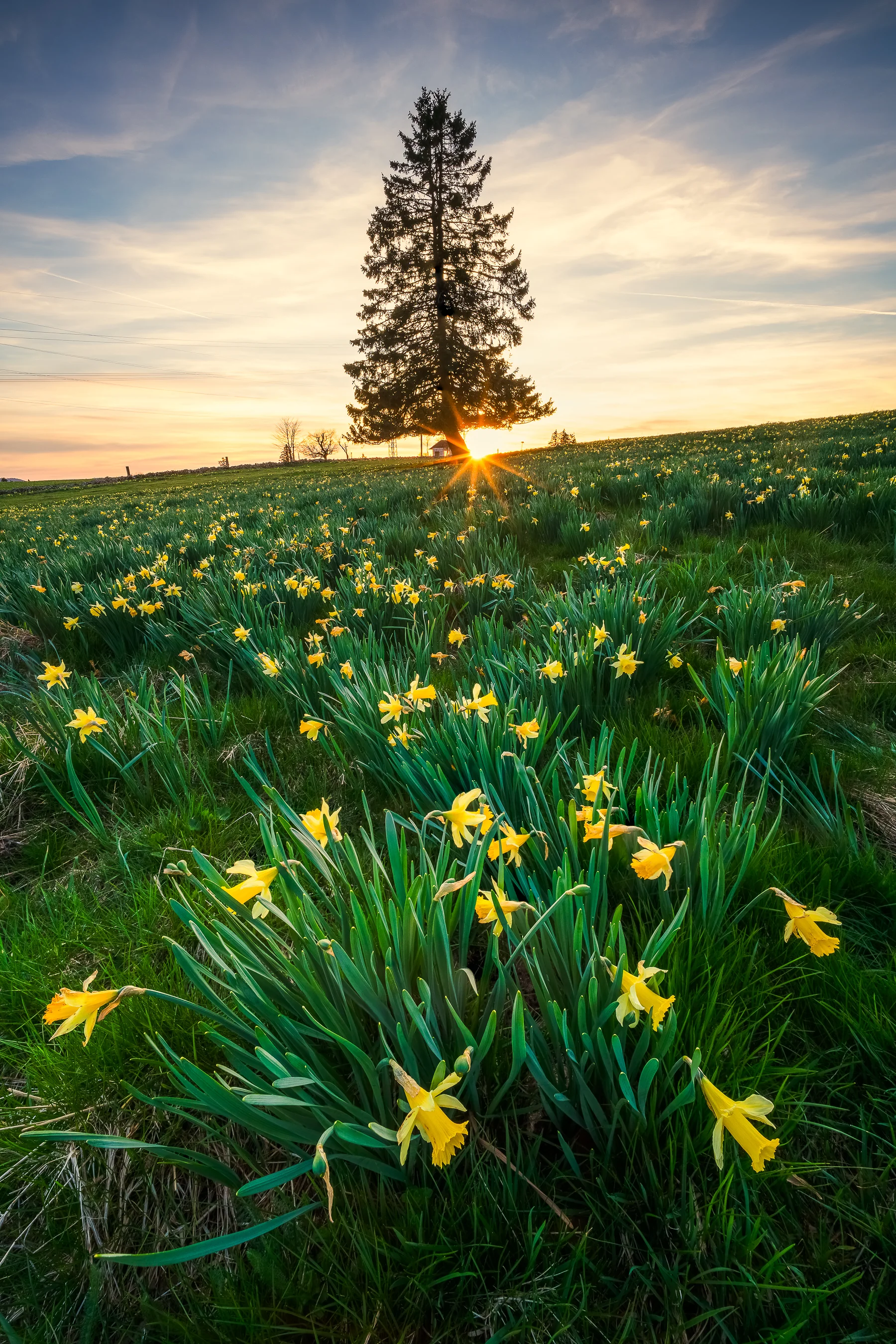 Blühendes Narzissenfeld mit solitärem Tannenbaum bei Sonnenuntergang im Kanton Jura