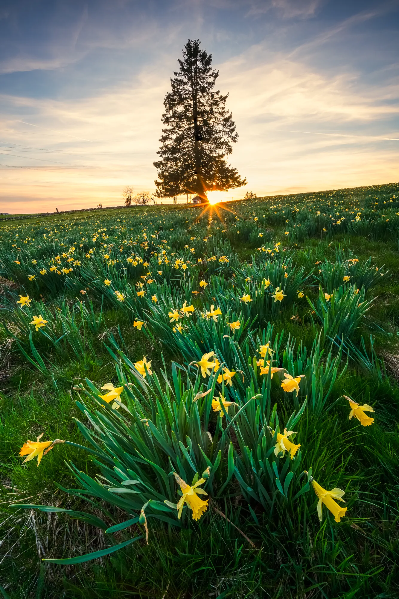 Blühendes Osterglockenfeld bei Sonnenuntergang mit Tannensilhouette und Sonnenstern, Kanton Jura, Schweiz im Frühling