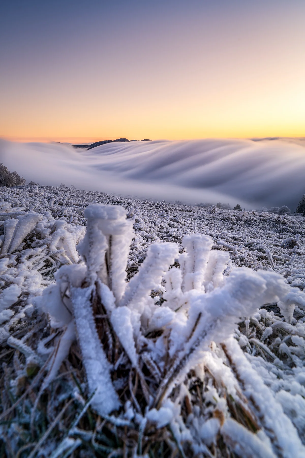 Raureif-bedeckte Gräser im Vordergrund mit wellenförmigem Nebelmeer bei goldenem Sonnenaufgang über dem Baselland, Scheltenpass