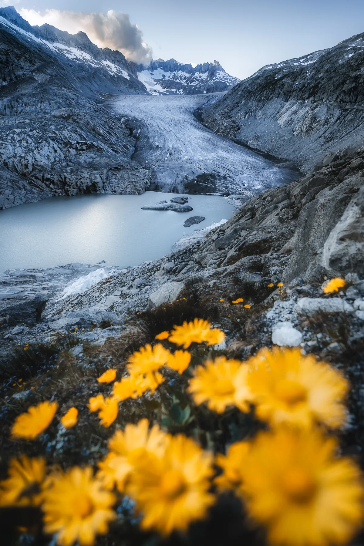 Rhonegletscher mit türkisblauem Gletschersee und gelben Arnika-Blumen im Vordergrund, Urner Alpen Schweiz