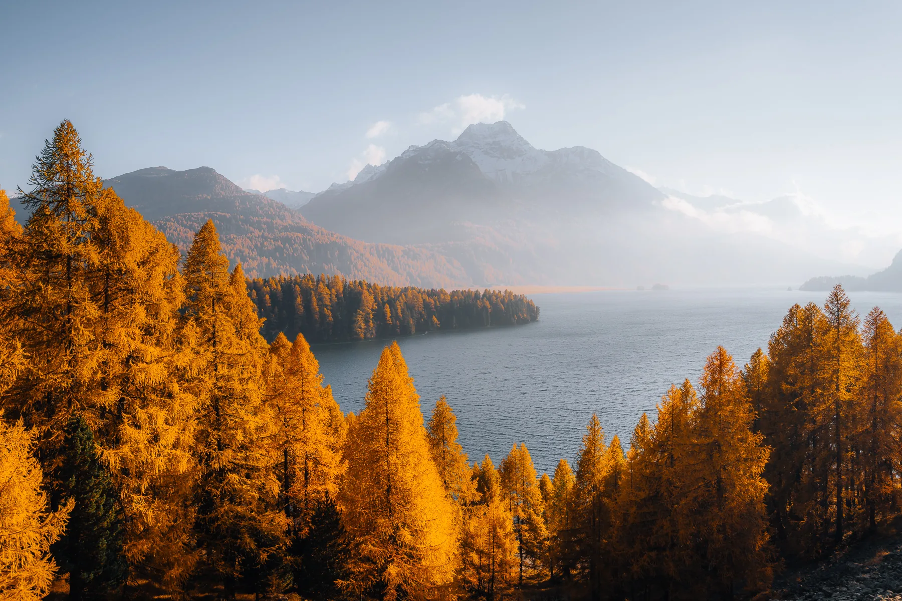 Goldene Lärchen am Silsersee im Herbst, schneebedeckte Berggipfel im Nebel, Engadin Graubünden Schweiz