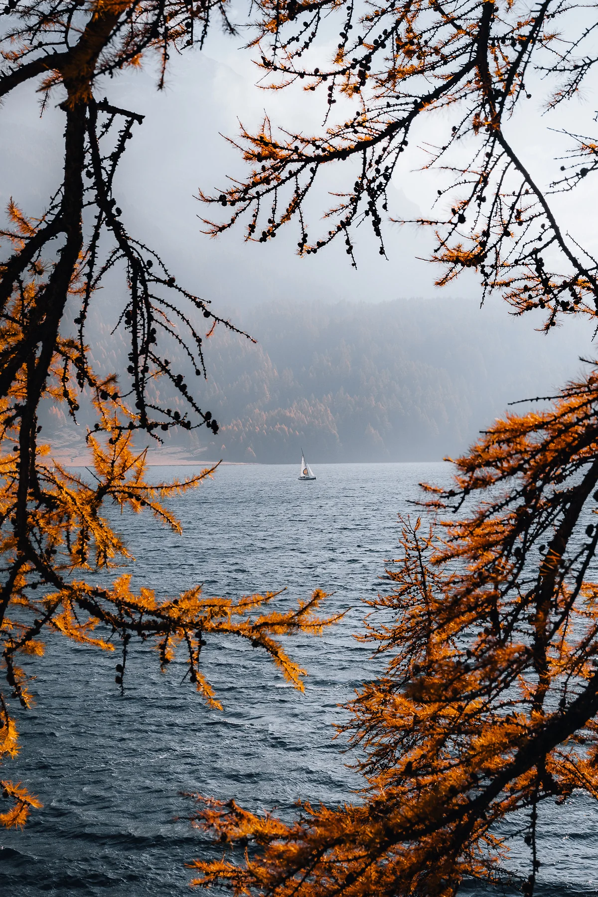 Goldene Herbst-Lärchen rahmen einen grauen Alpensee mit weißem Segelboot und nebeliger Bergkulisse ein