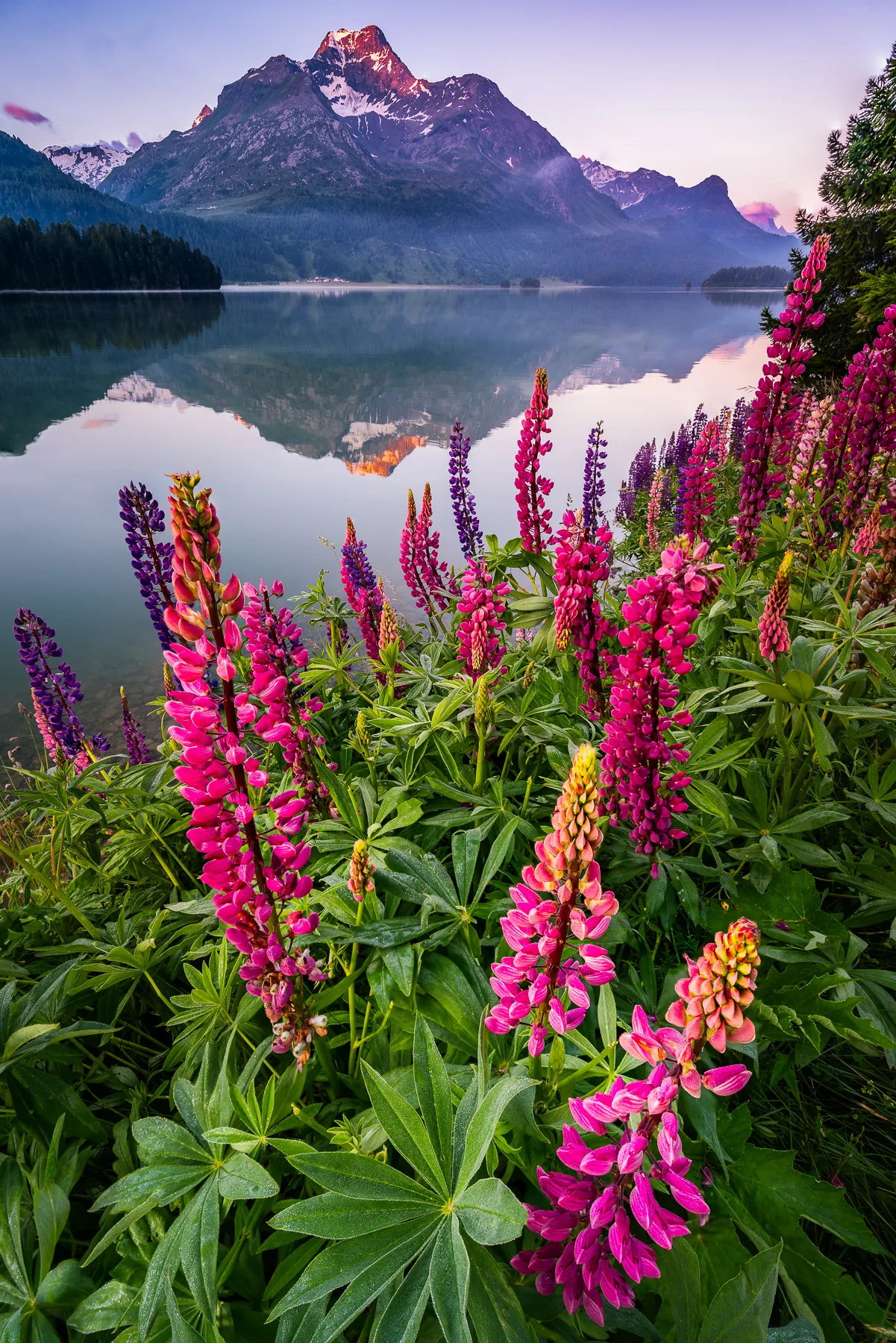 Pinke Lupinen am Silsersee mit Bergspiegelung und schneebedecktem Gipfel bei Morgendämmerung, Engadin Graubünden