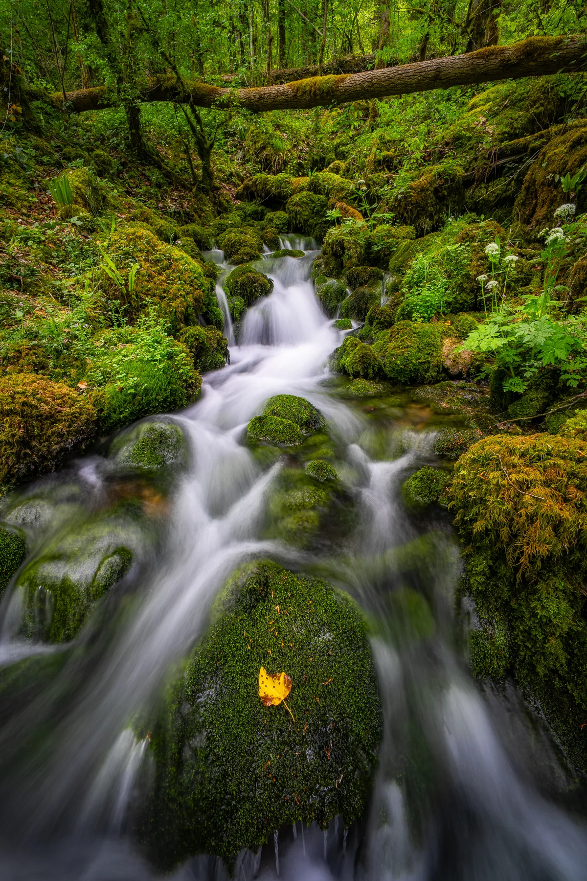 Wildbach mit moosbedeckten Steinen und Wasserfall in grünem Laubwald, goldenes Herbstblatt auf Fels