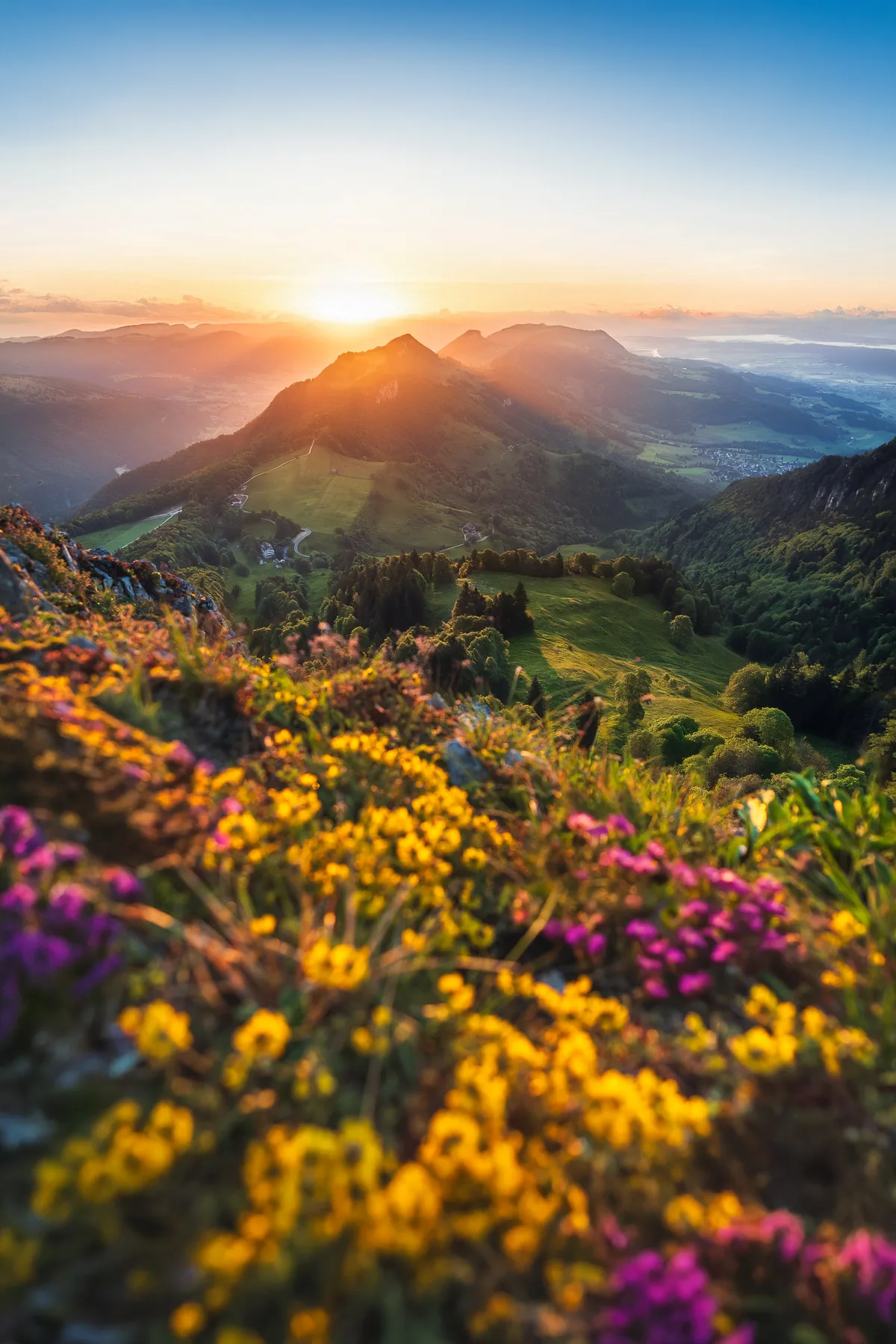 Gelbe und violette Wildblumen auf Alpenwiese mit Sonnenuntergang hinter Schweizer Berggipfeln und grünem Tal