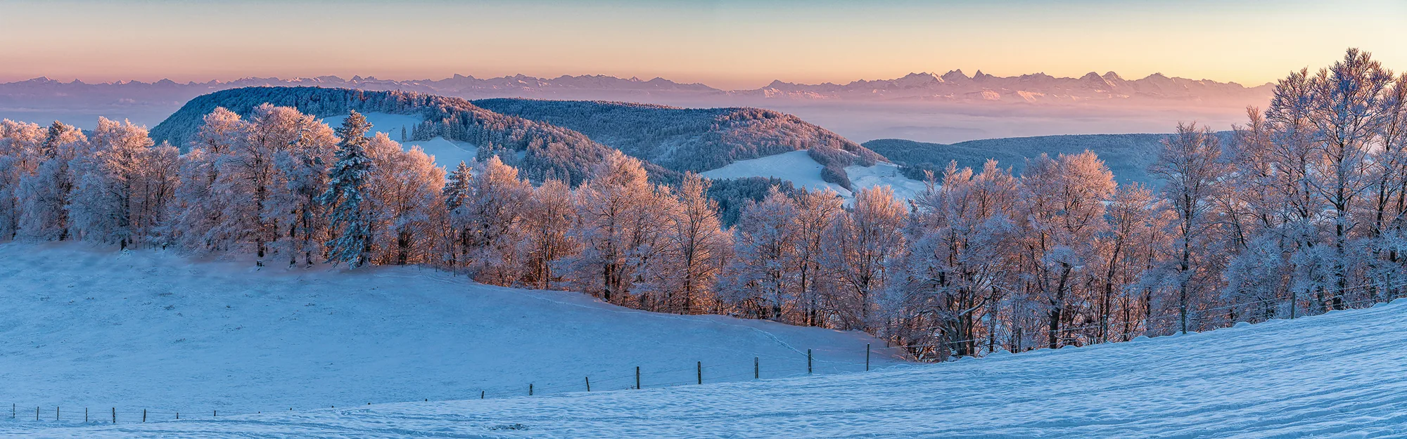 Verschneite Waldweid, Baselland mit bereiften Bäumen im Morgenrot, weiter Blick auf die Schweizer Alpen im Winter
