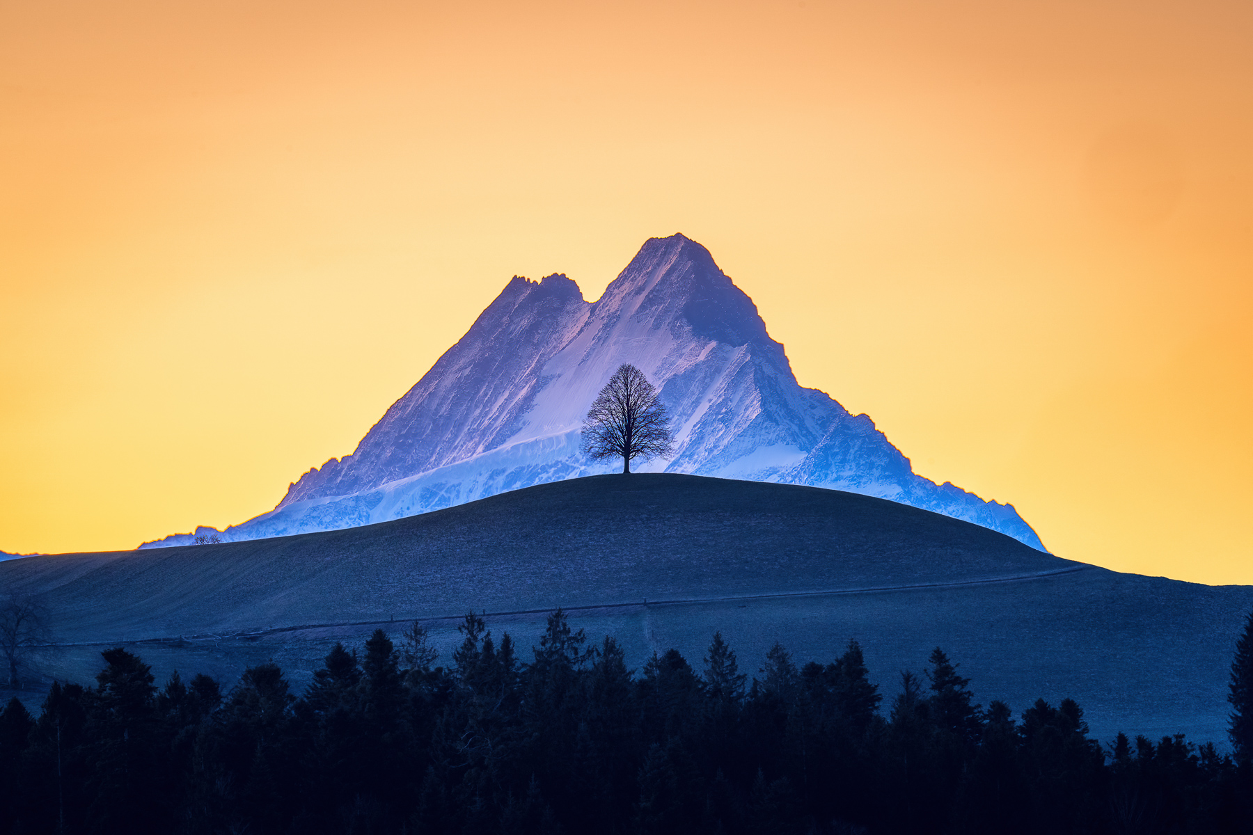 Einsame Linde vor dem Schreckhorn bei Sonnenuntergang, Berner Oberland Schweiz