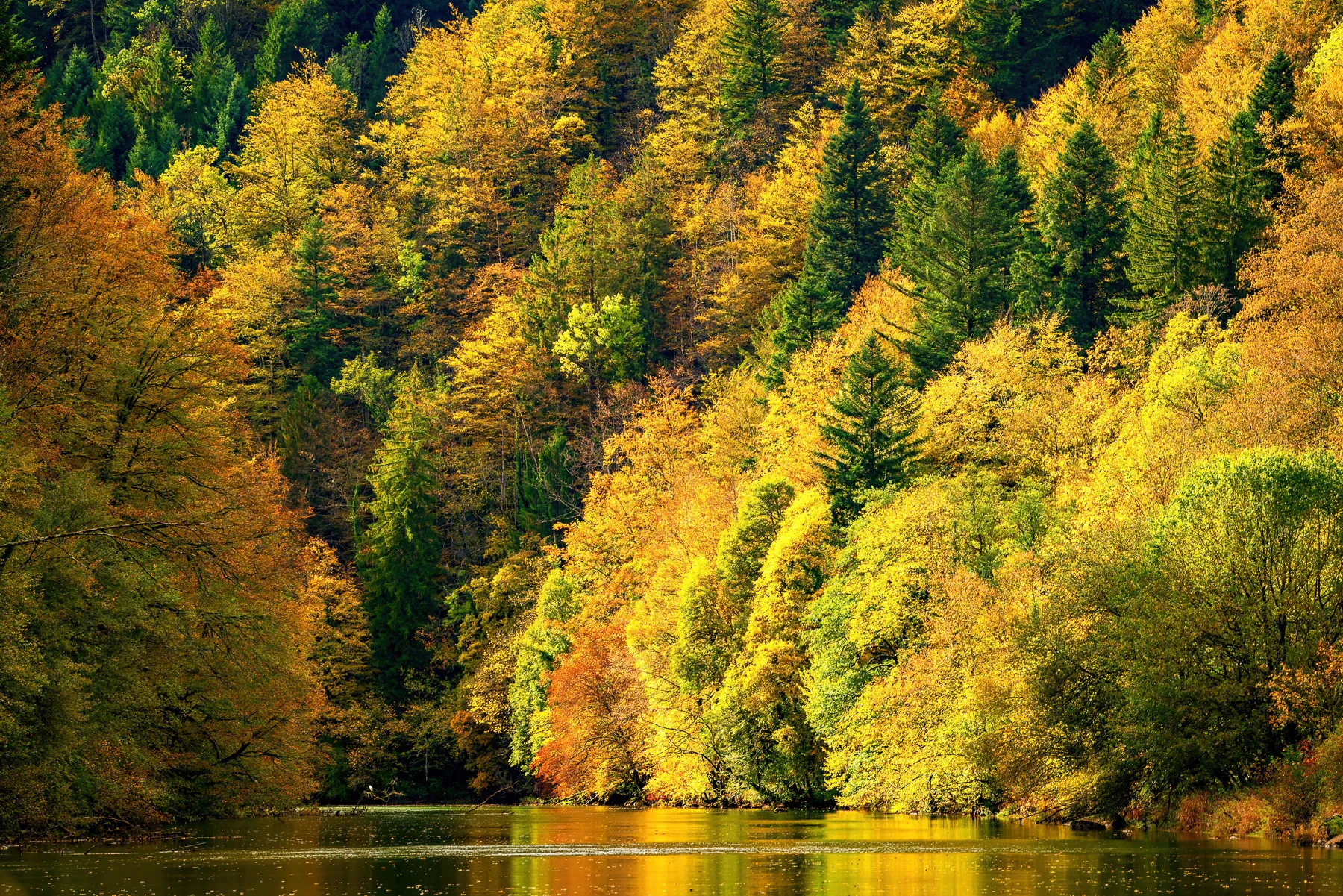 Leuchtend goldener Herbstwald spiegelt sich im ruhigen Fluss, Jura Freiberge Schweiz — Lightexplorers Herbstzauber Fotoworkshop