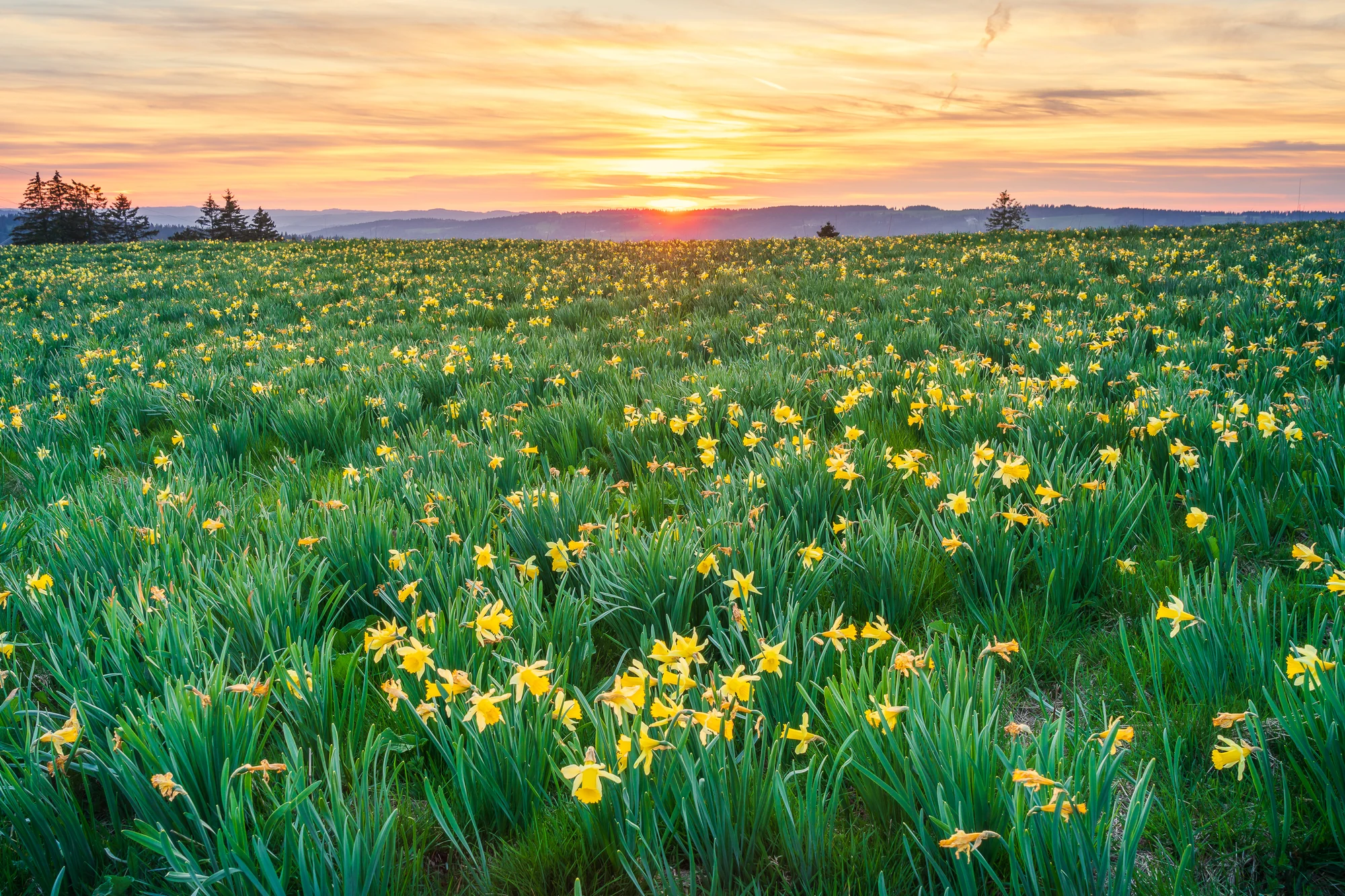 Weitläufiges Narzissenfeld bei Sonnenuntergang im Kanton Jura — gelbe Blüten leuchten im goldenen Abendlicht, Osterglocken Fotoworkshop Schweiz
